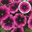 Bild von Petunia P12 Dark purple vein